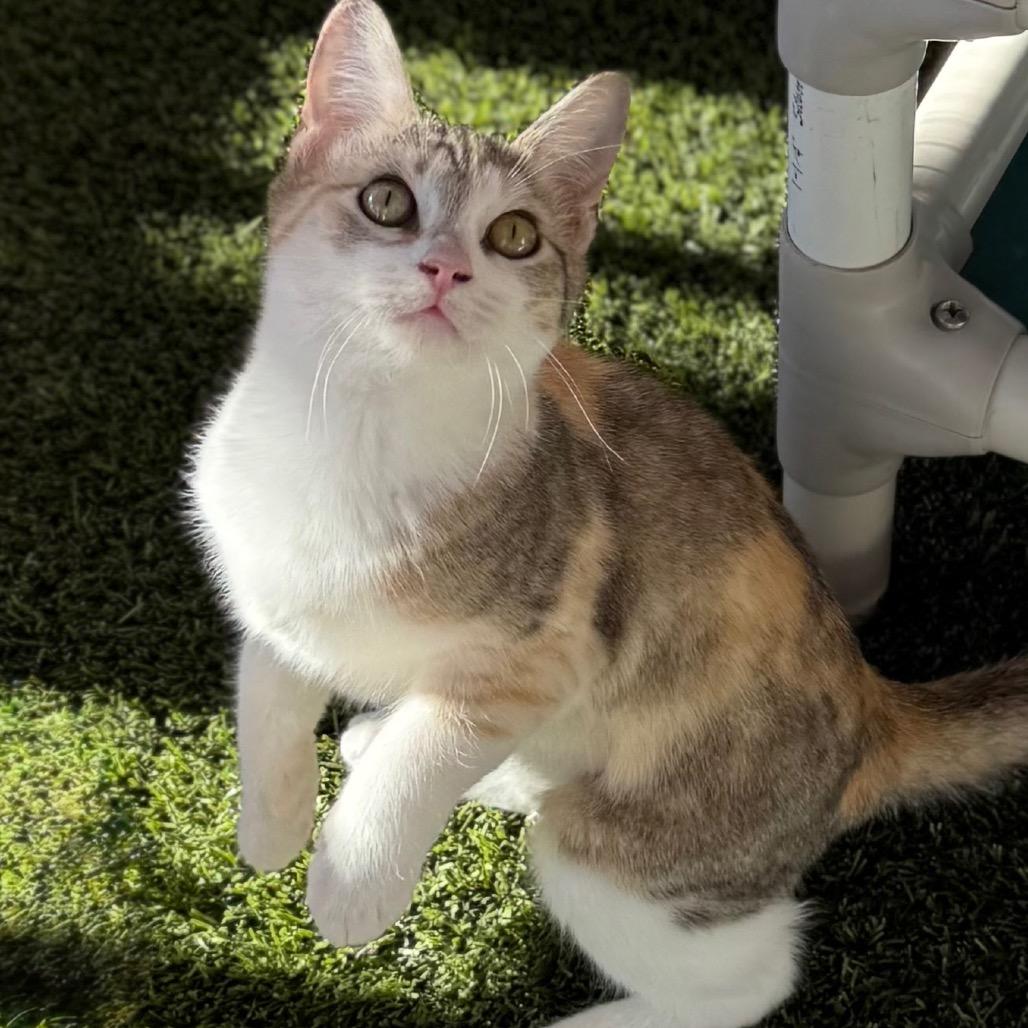 Enlarge Betty, a Adoptable Domestic Short Hair in San Antonio, TX image 4/6