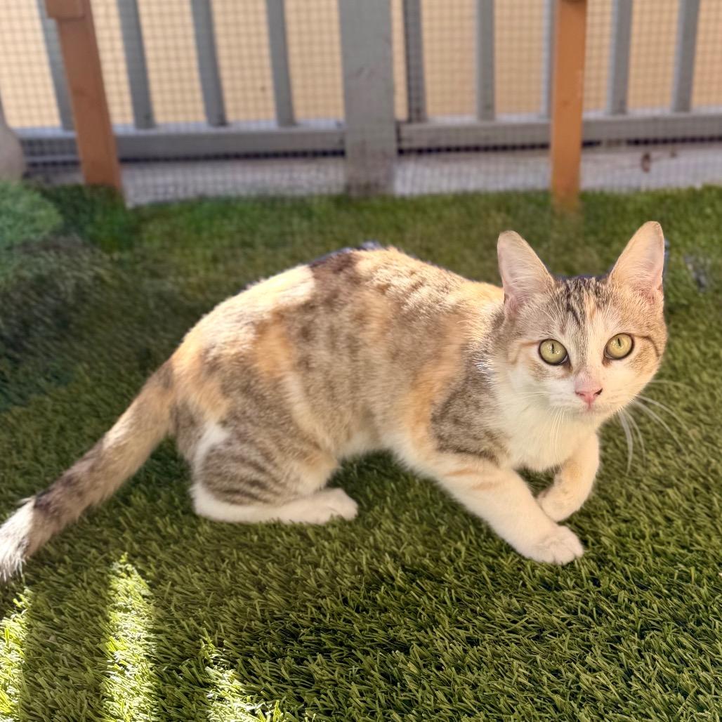 Enlarge Betty, a Adoptable Domestic Short Hair in San Antonio, TX image 5/6