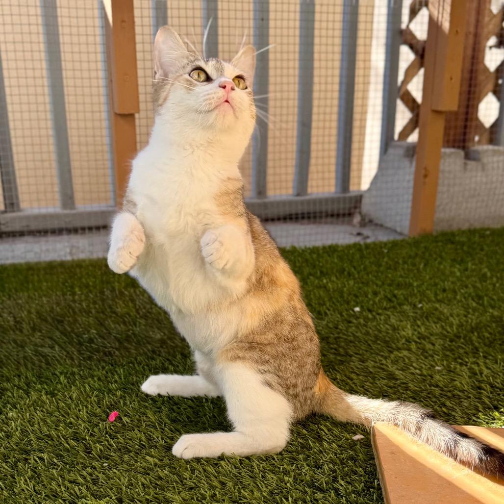 Enlarge Betty, a Adoptable Domestic Short Hair in San Antonio, TX image 6/6