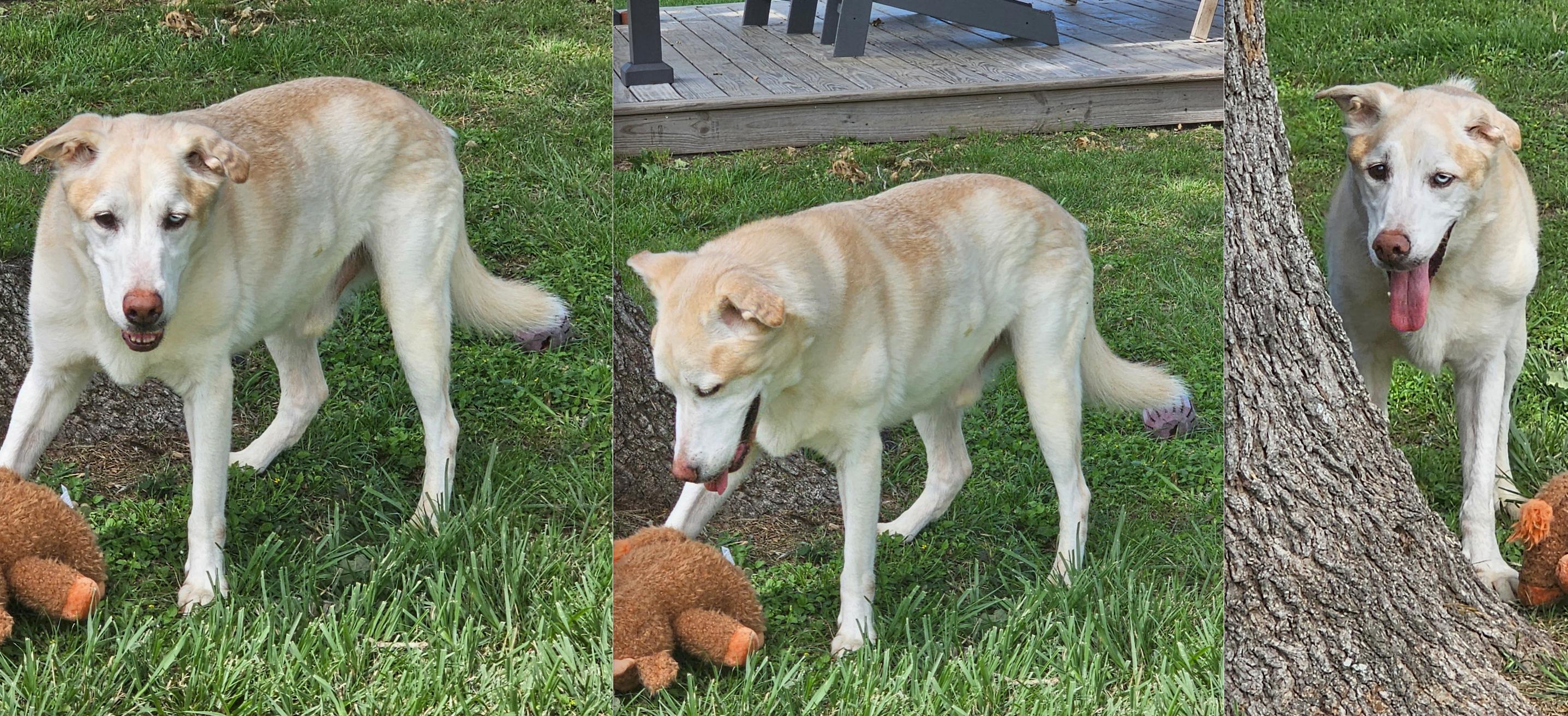 Enlarge THEODORE, a Adoptable mixed breed in Ann Arbor, MI image 6/6