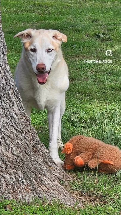 Enlarge THEODORE, a Adoptable mixed breed in Ann Arbor, MI video 2/6
