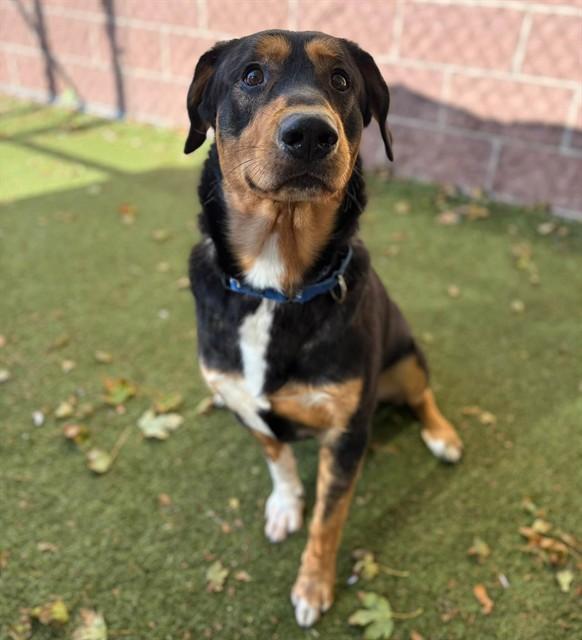 Enlarge KING, a Adoptable mixed breed in Minneapolis, MN image 1/1