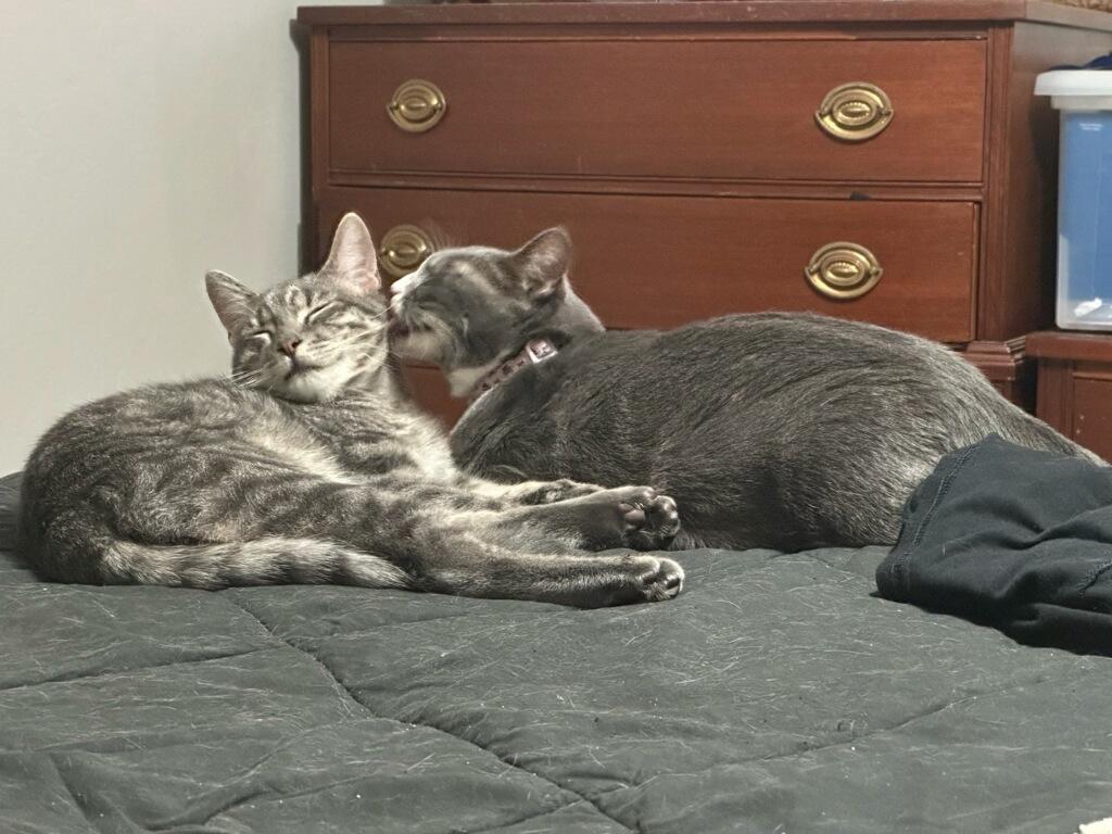 Shiva & Red aka Viper - BOND PAIR, Adoptable, Adult Female Domestic Short Hair.