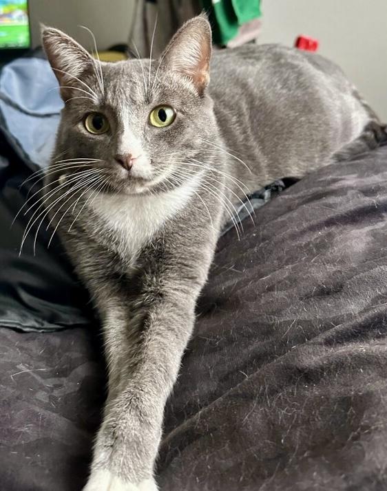 Shiva & Red aka Viper - BOND PAIR, Adoptable, Adult Female Domestic Short Hair.