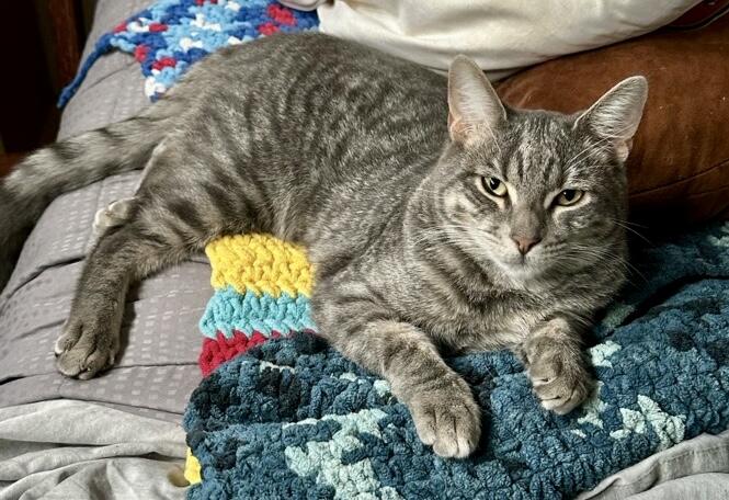 Enlarge Shiva & Red aka Viper - BOND PAIR, a Adoptable mixed breed in San Jose, CA image 4/5