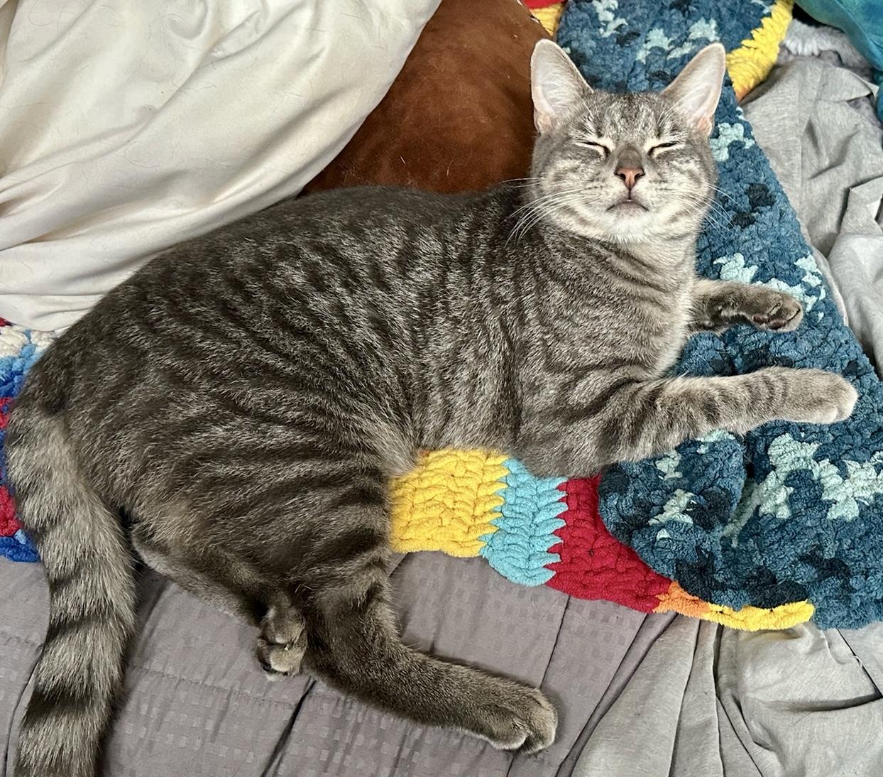 Enlarge Shiva & Red aka Viper - BOND PAIR, a Adoptable mixed breed in San Jose, CA image 3/5