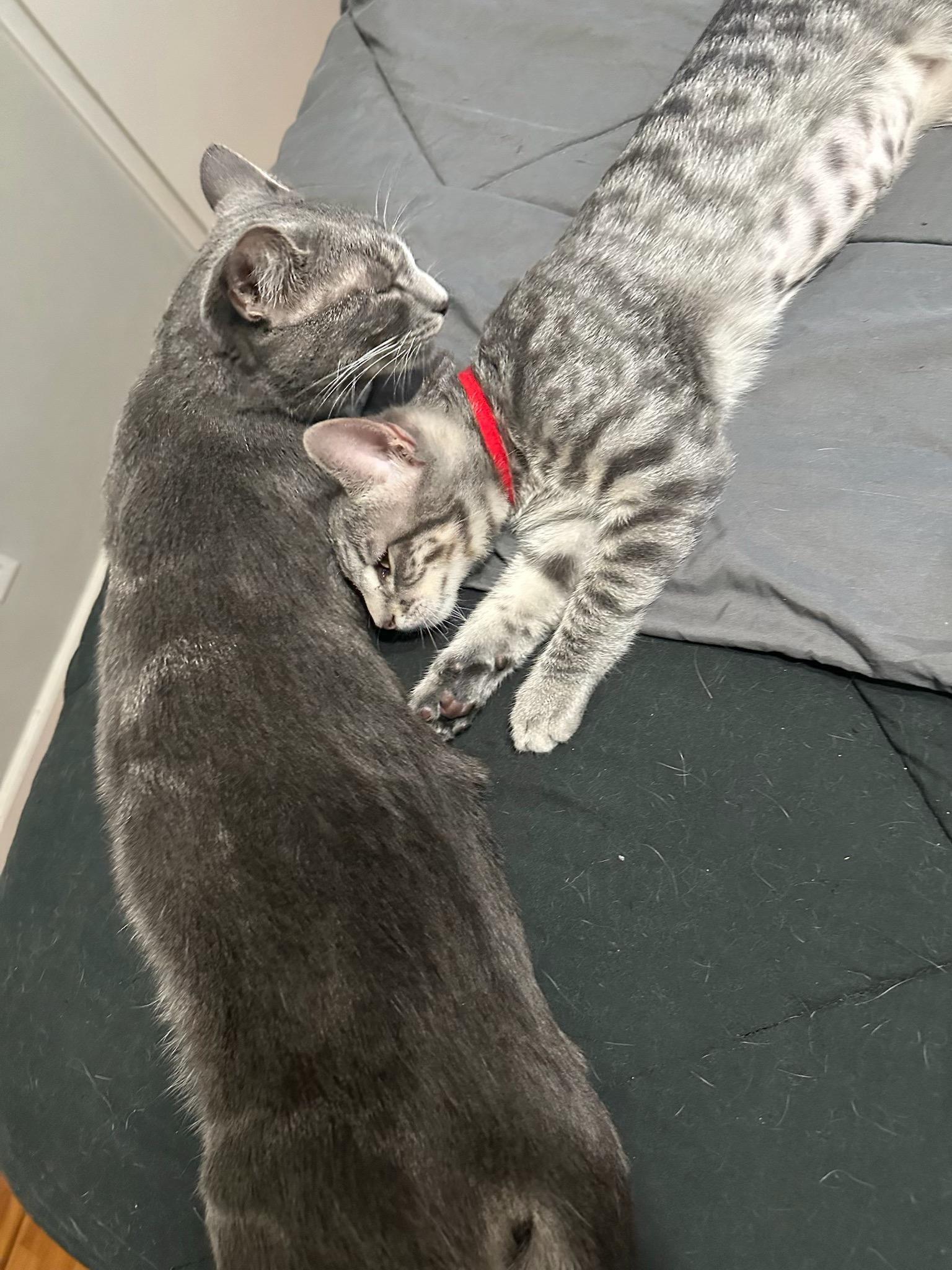 Enlarge Shiva & Red aka Viper - BOND PAIR, a Adoptable mixed breed in San Jose, CA image 5/5