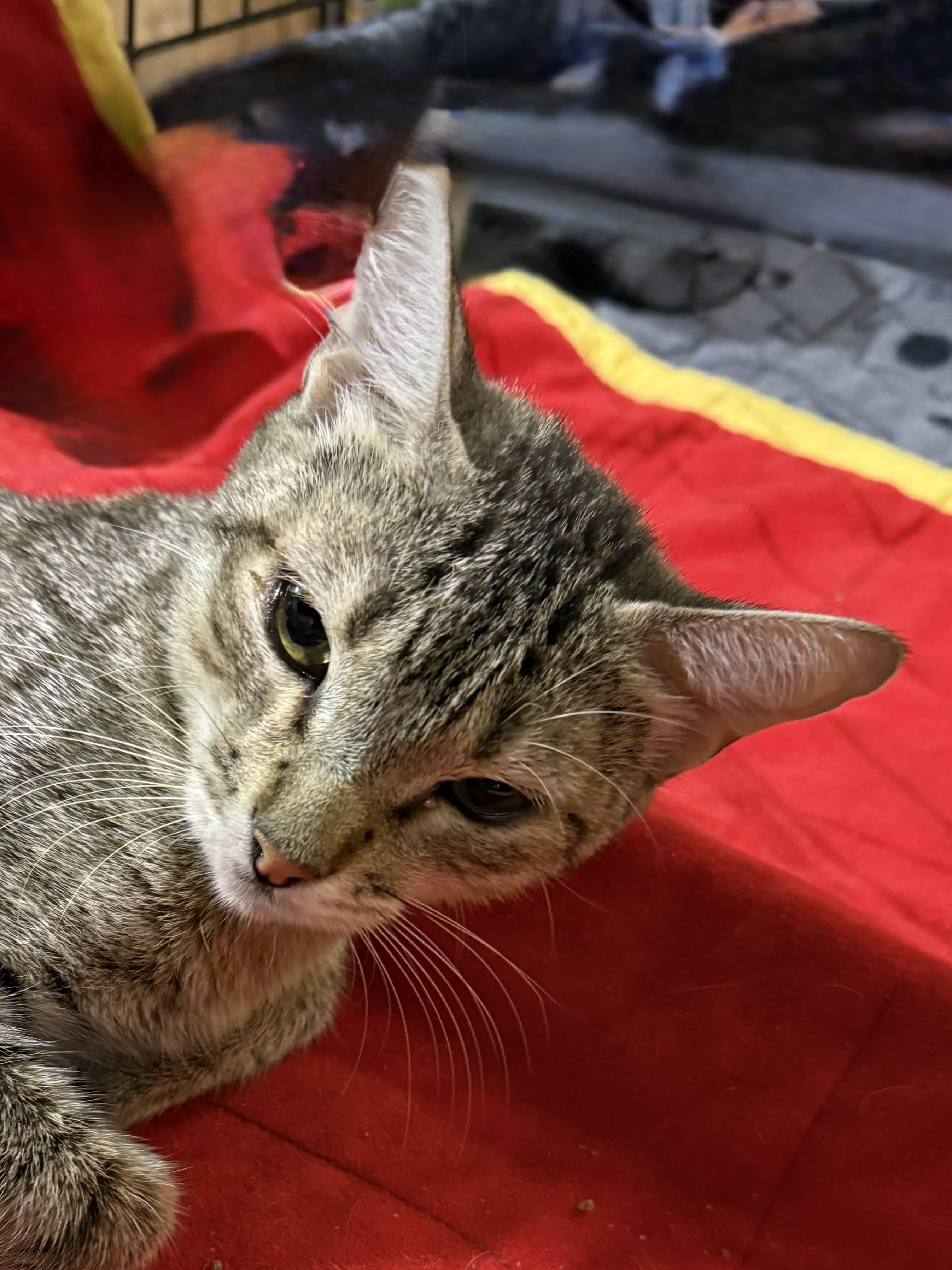Catan, a ADOPTABLE Tabby in Lake Ozark, MO image 2/3