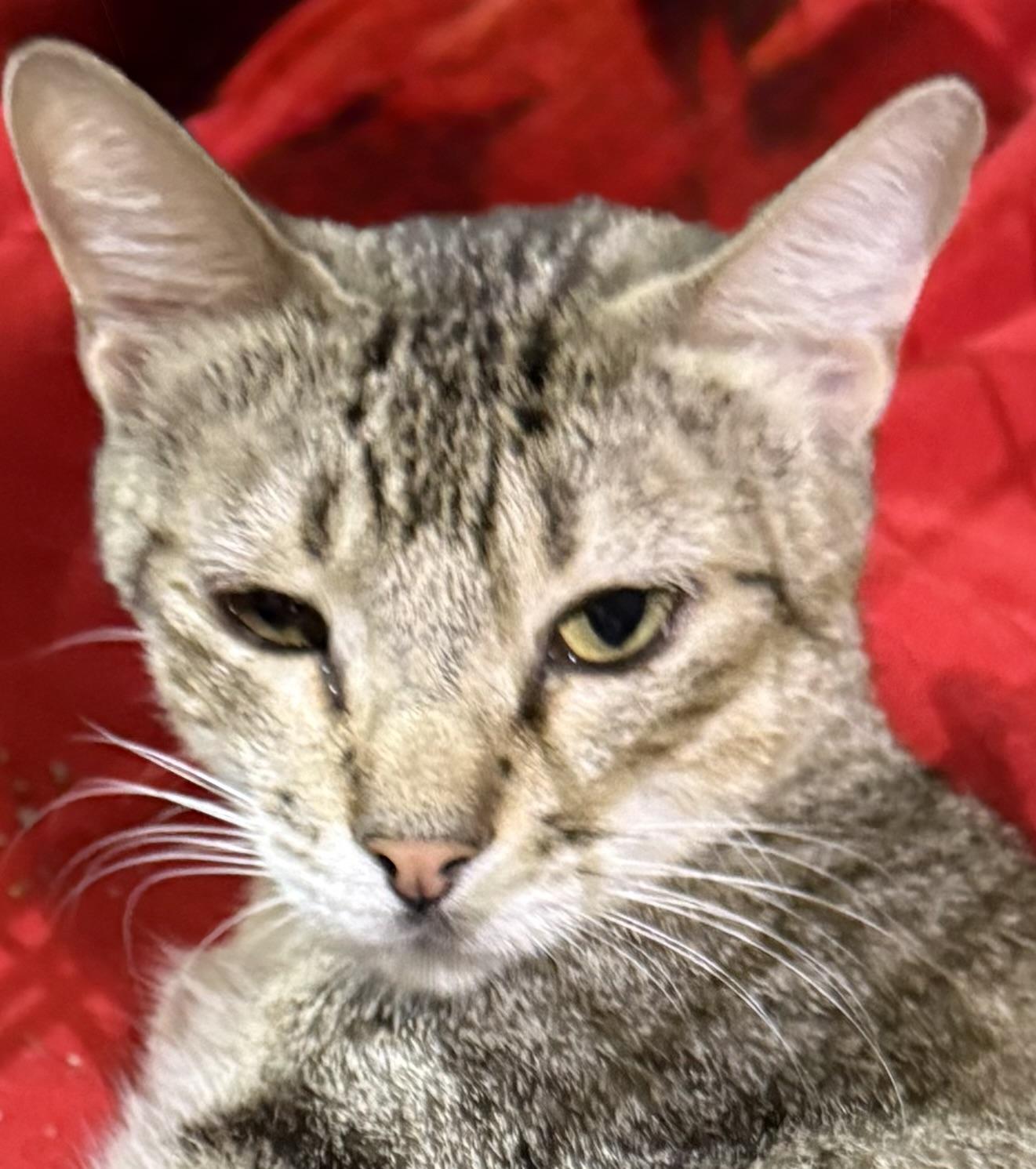 Catan, a ADOPTABLE Tabby in Lake Ozark, MO image 1/3
