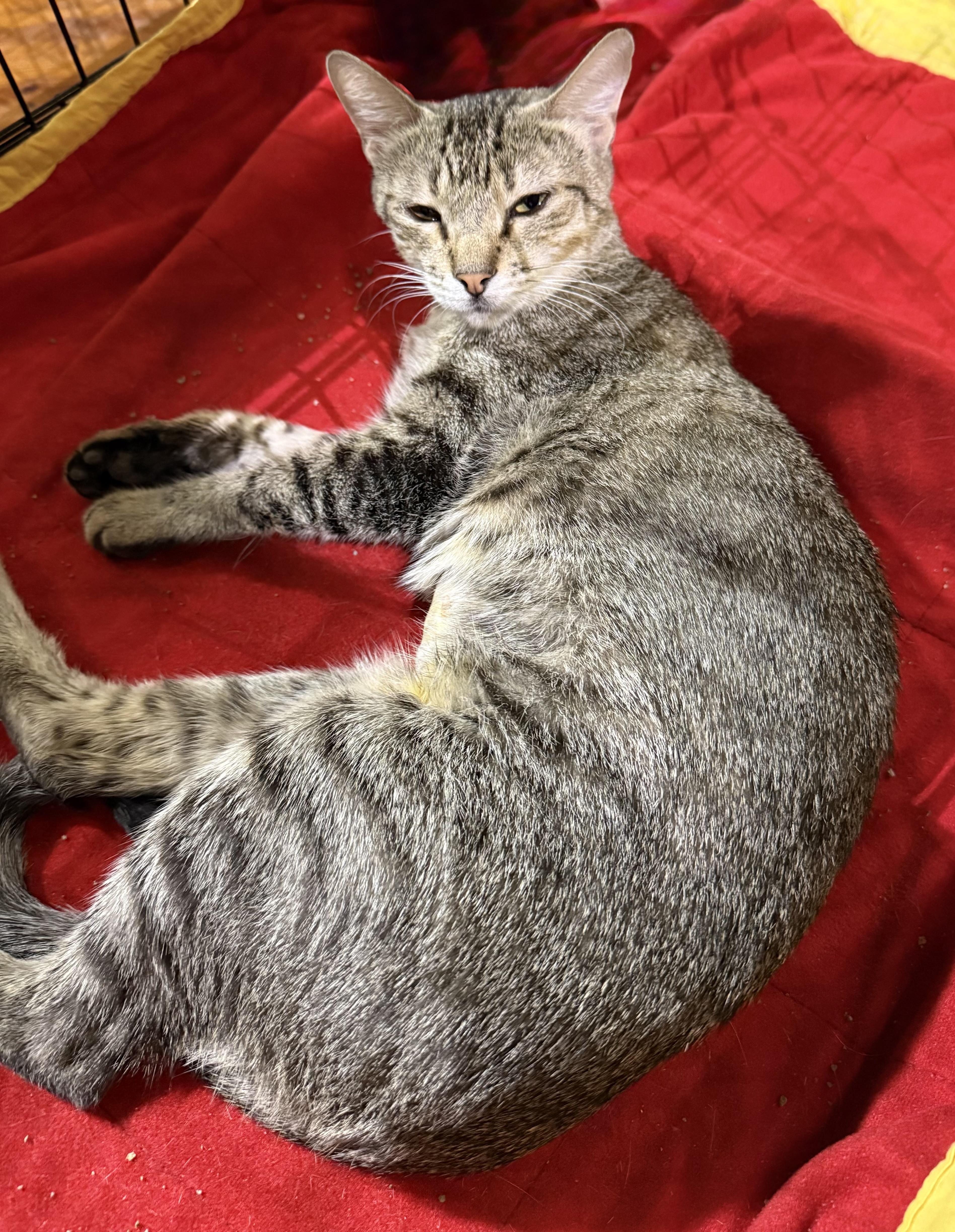 Catan, a ADOPTABLE Tabby in Lake Ozark, MO image 3/3