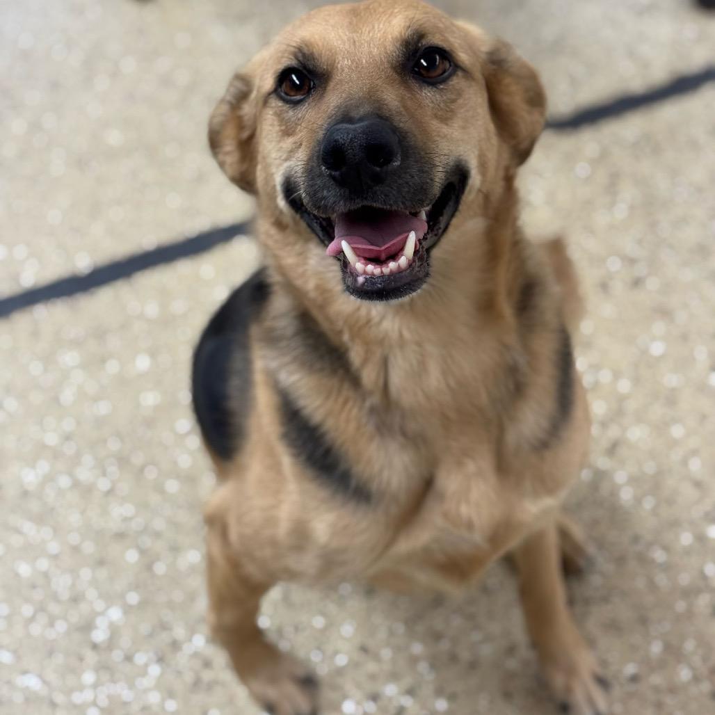 Gia, Adoptable, Adult Female German Shepherd Dog.
