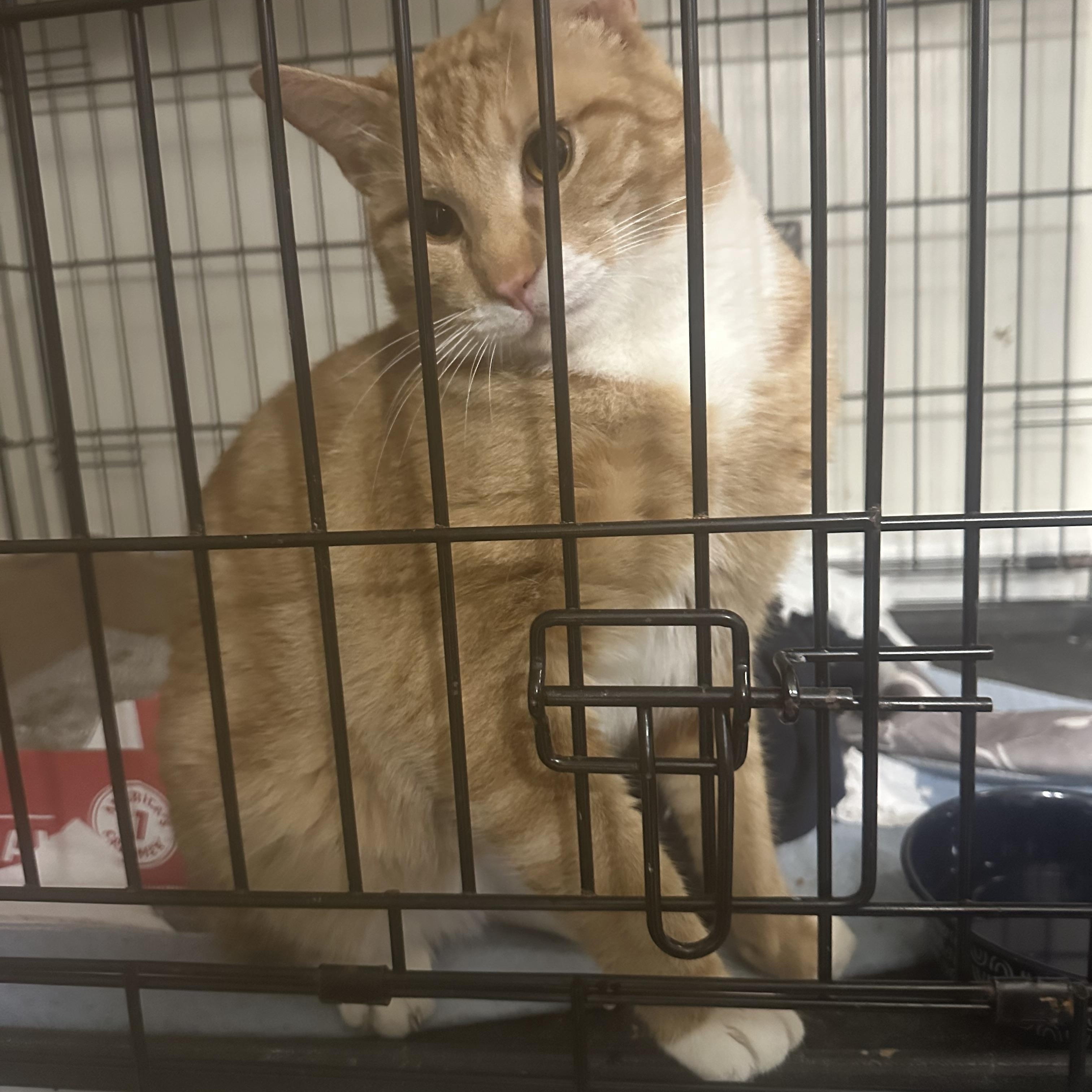 Oliver, ADOPTABLE, Young Male Domestic Short Hair.