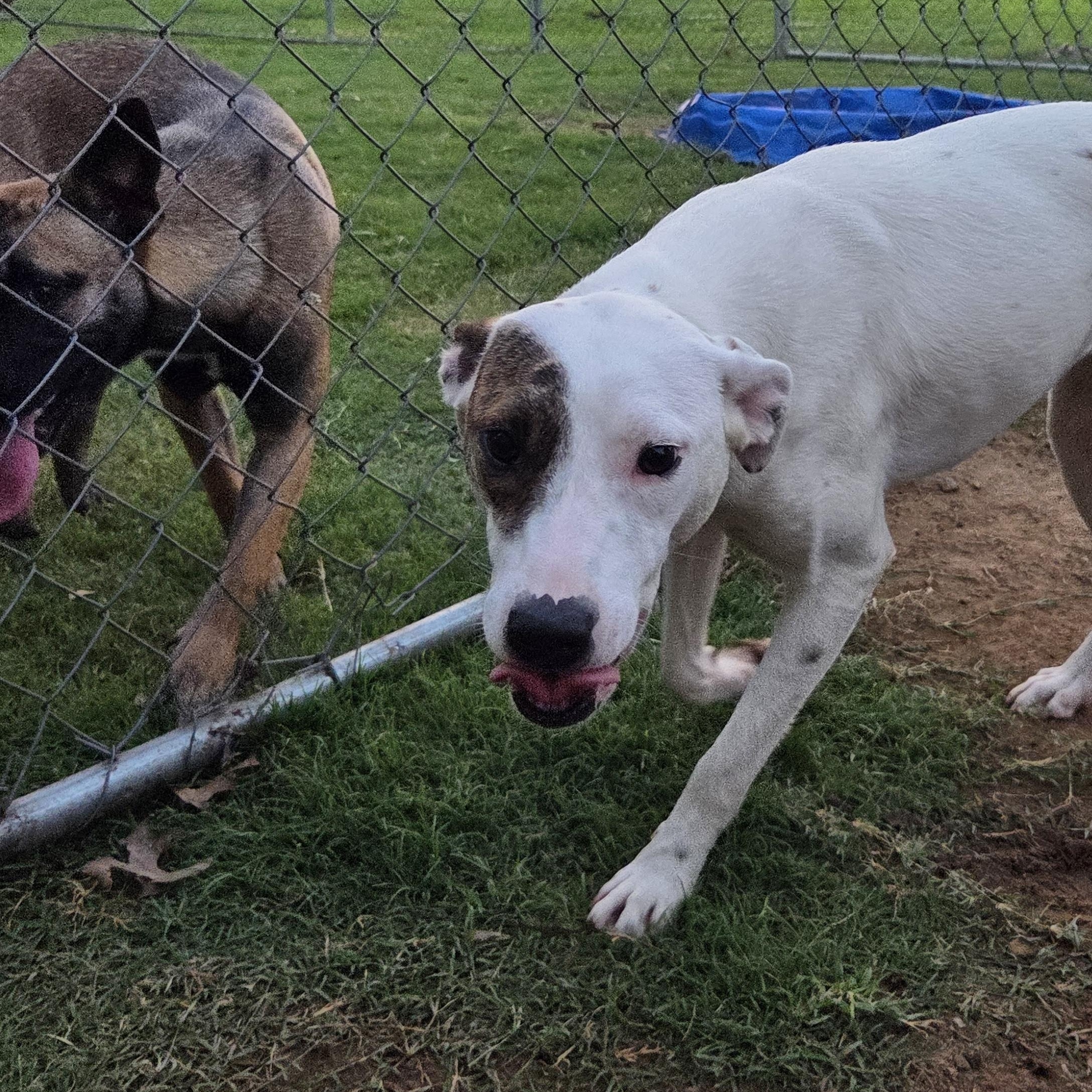 Enlarge Astra, a Adoptable mixed breed in Owasso, OK image 3/5