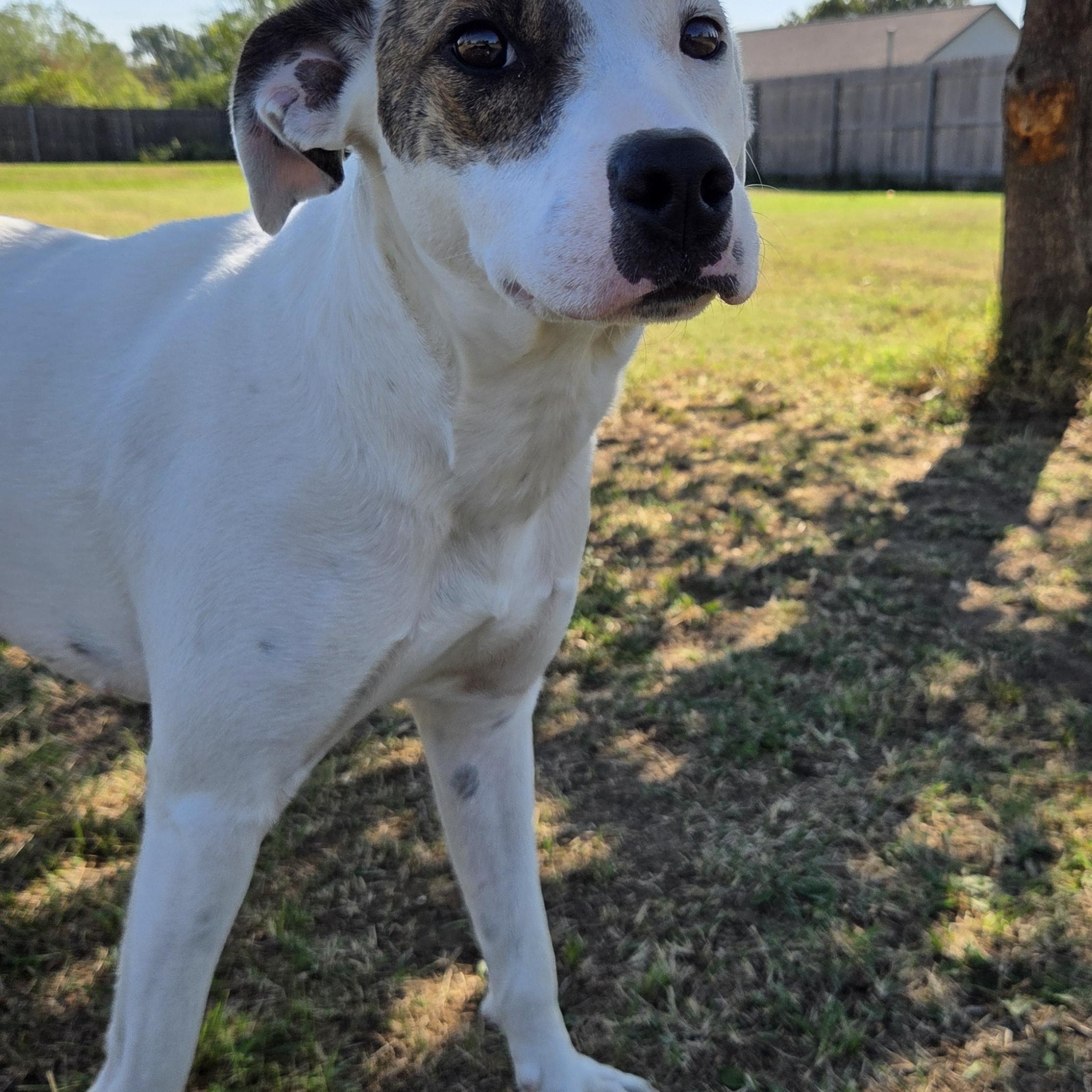Enlarge Astra, a Adoptable mixed breed in Owasso, OK image 1/5
