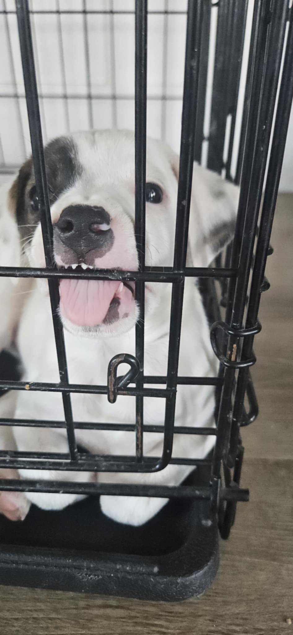 Enlarge Astra, a Adoptable mixed breed in Owasso, OK image 2/2