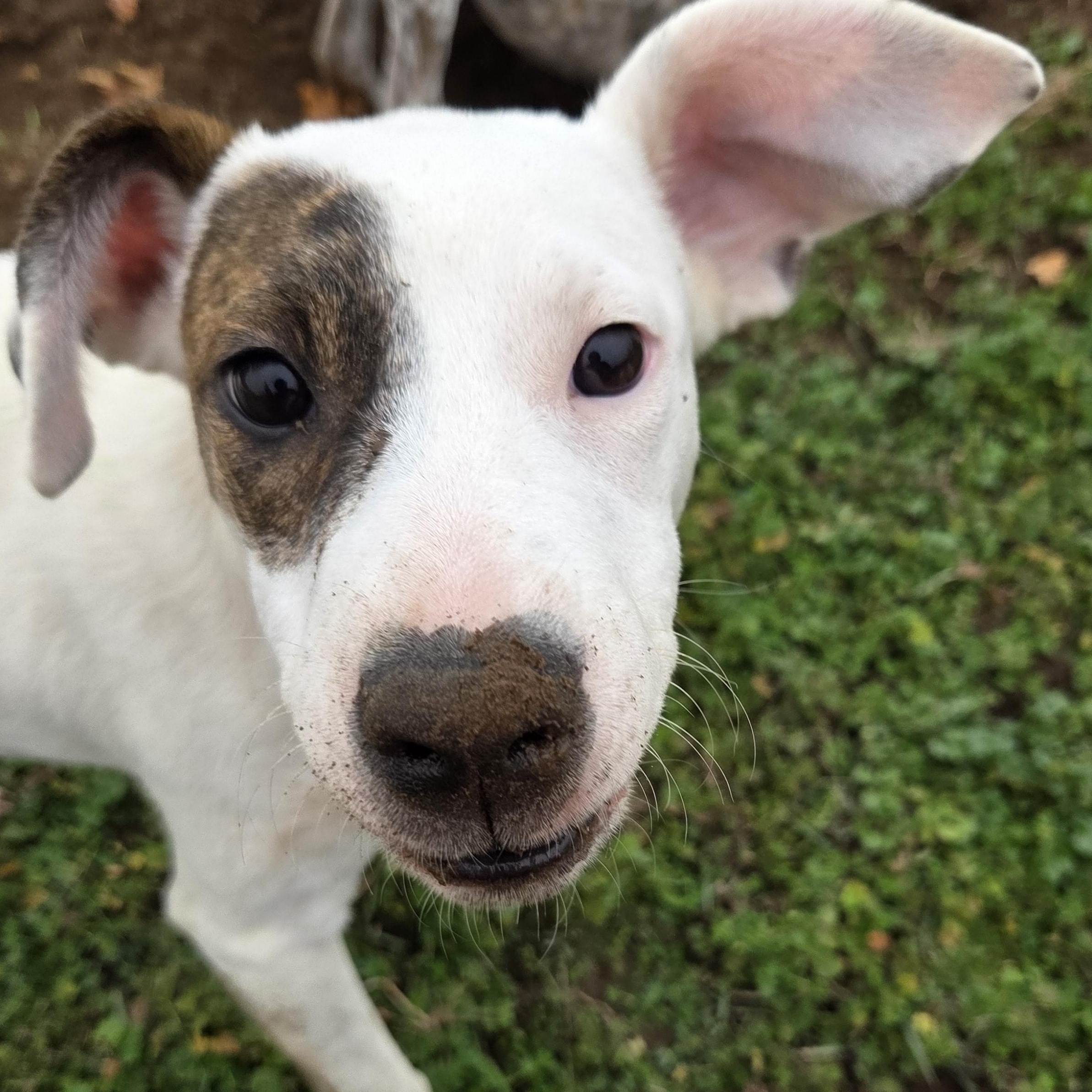 Astra, Adoptable, Young Female Pit Bull Terrier & Australian Cattle Dog / Blue Heeler.
