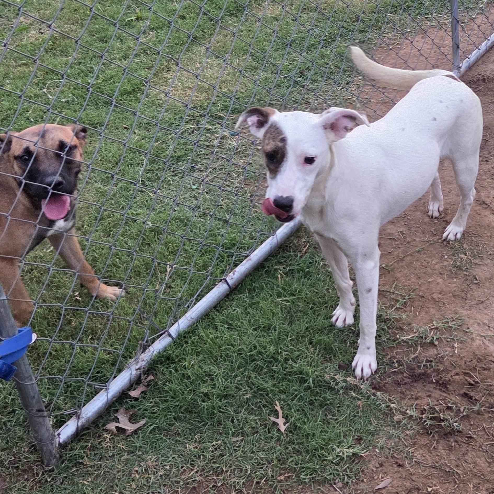 Enlarge Astra, a Adoptable mixed breed in Owasso, OK image 4/5