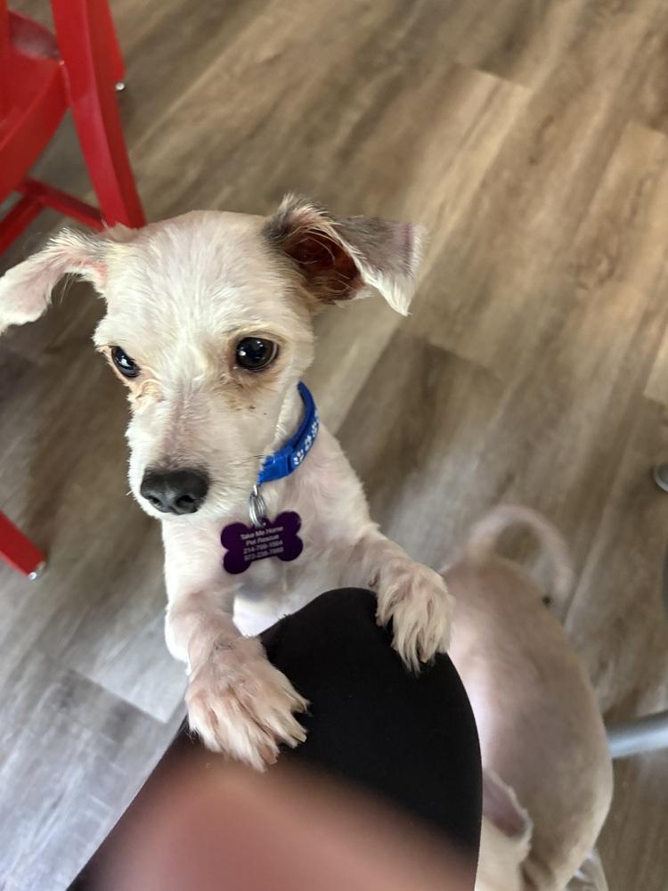 Shawn, Adoptable, Adult Male Maltese & Poodle.