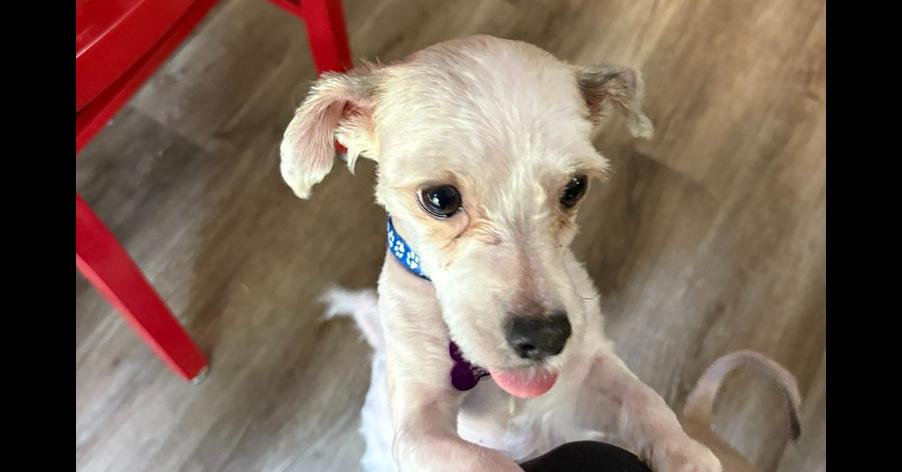 Enlarge Shawn, a Adoptable mixed breed in Richardson, TX image 2/4