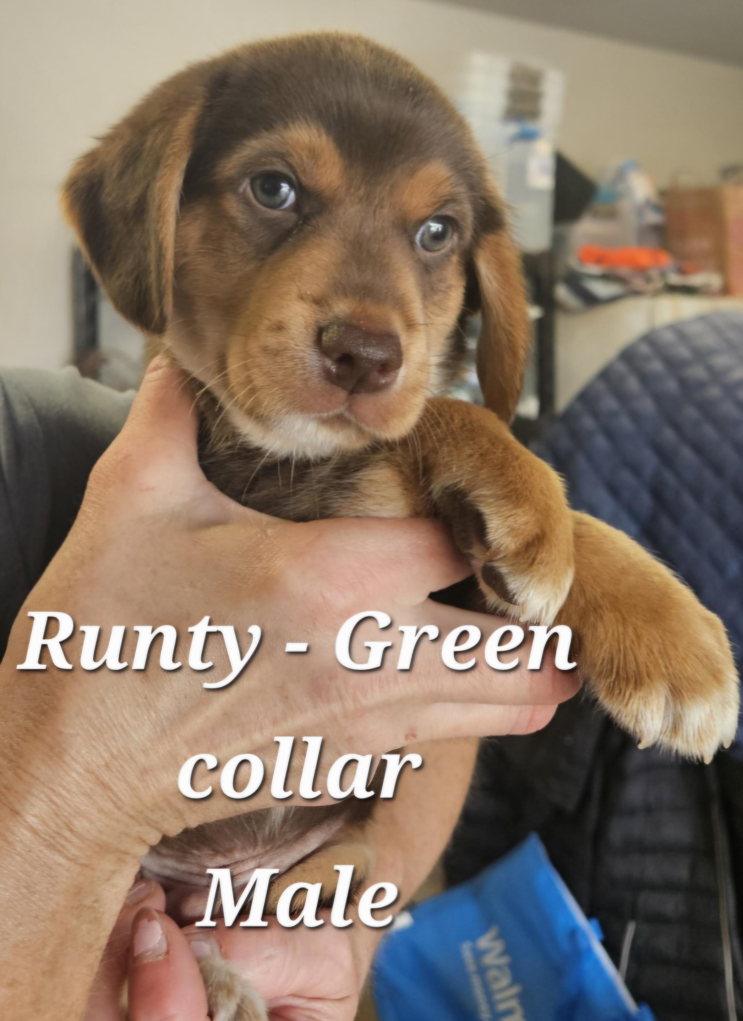 Enlarge Runty, a ADOPTABLE Hound in Cushing, OK image 1/1