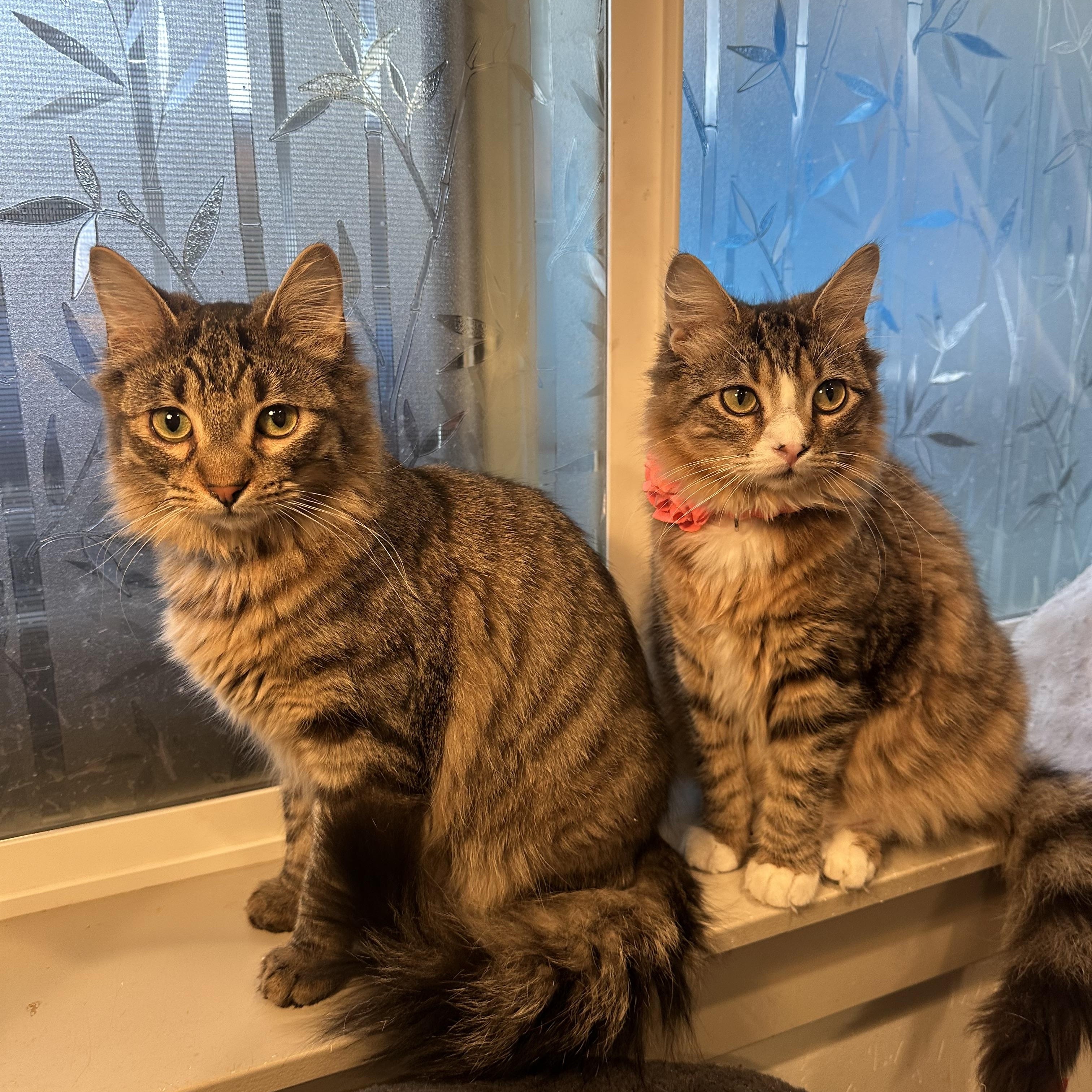 Flower and Flo, Young Female Domestic Medium Hair