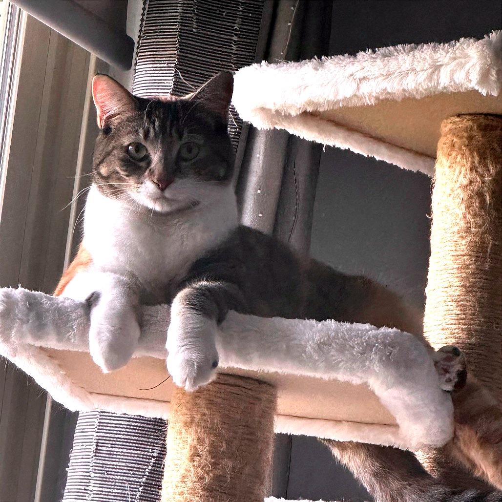 Cherry, Adoptable, Adult Female Domestic Short Hair.