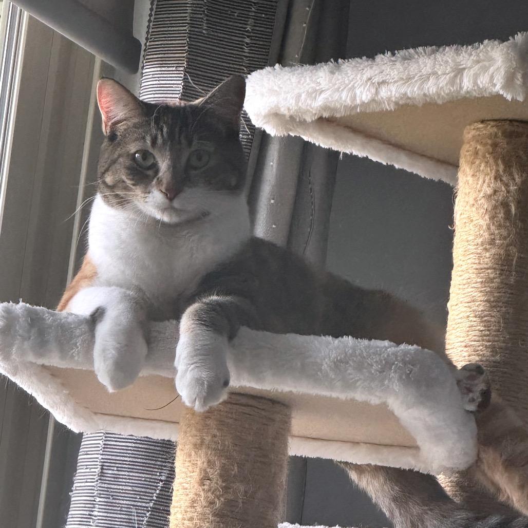 Enlarge Cherry, a Adoptable Domestic Short Hair in Bountiful, UT image 1/5