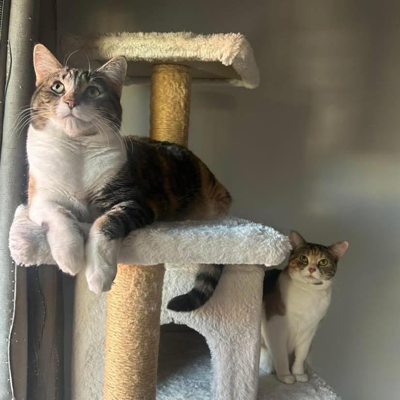 Enlarge Cherry, a Adoptable Domestic Short Hair in Bountiful, UT image 2/6