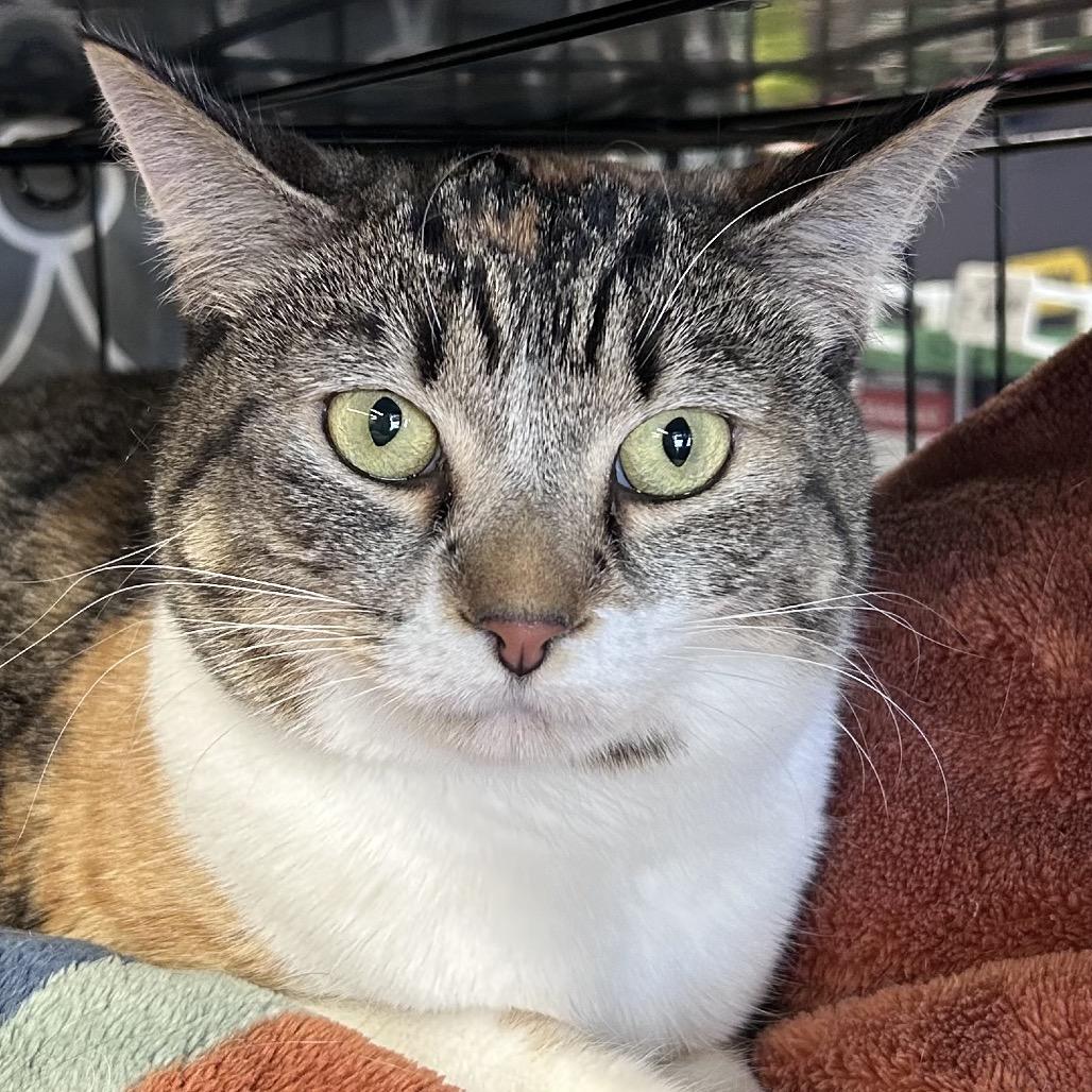 Enlarge Cherry, a Adoptable Domestic Short Hair in Bountiful, UT image 2/5