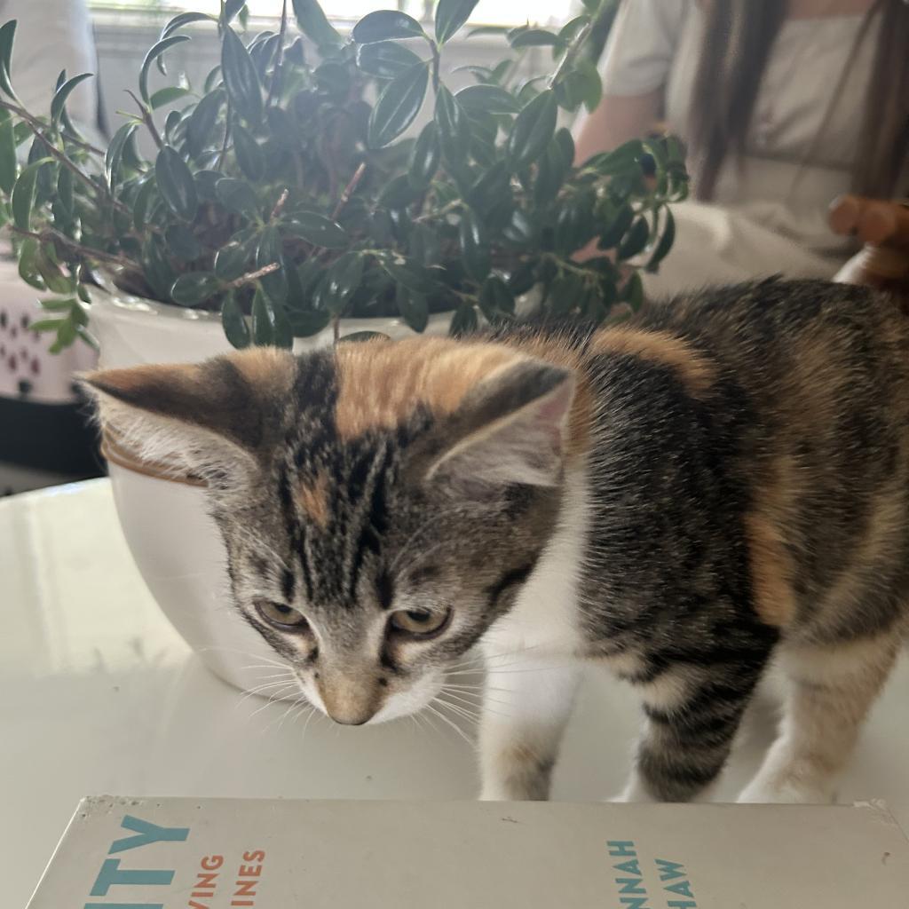 Enlarge Cherry, a Adoptable Domestic Short Hair in Bountiful, UT image 3/5