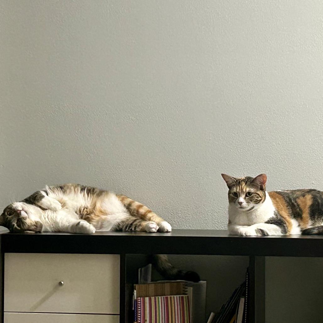 Enlarge Cherry, a Adoptable Domestic Short Hair in Bountiful, UT image 4/5