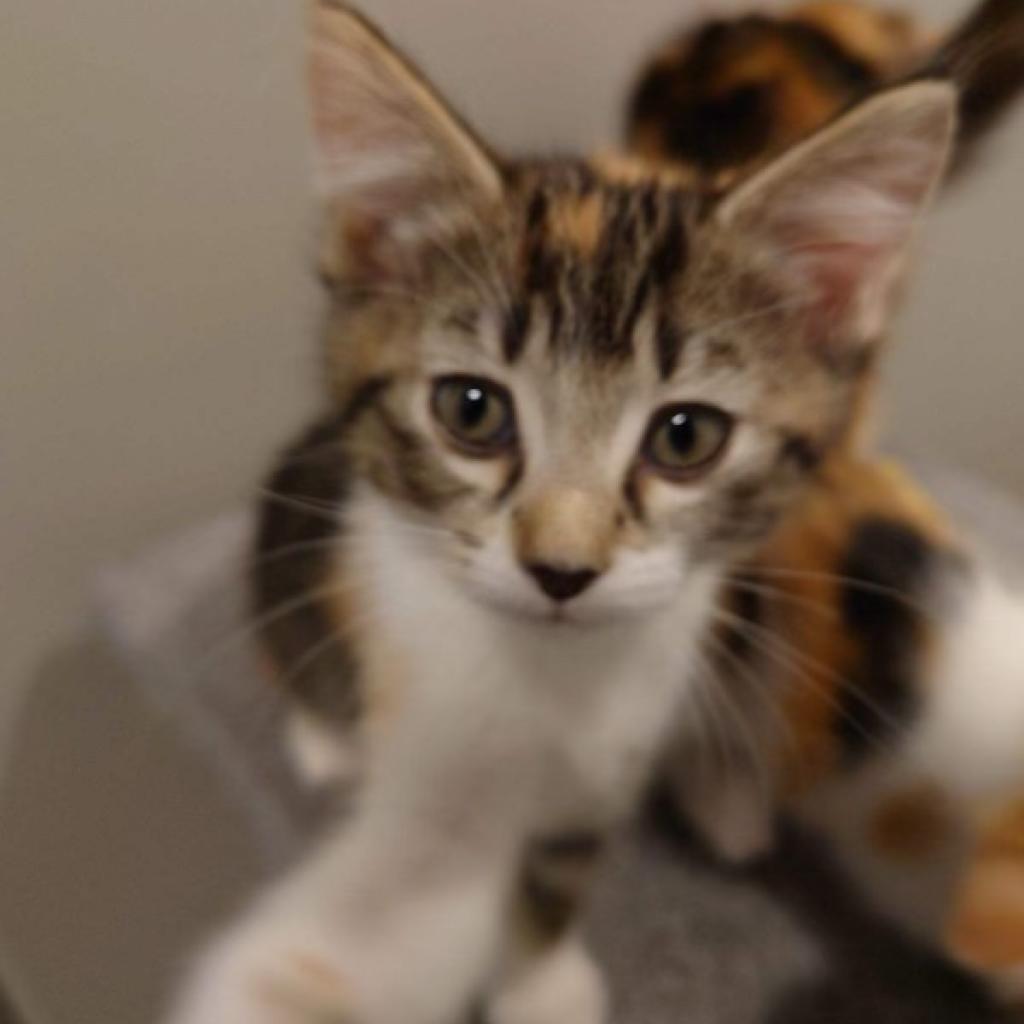 Enlarge Cherry, a Adoptable Domestic Short Hair in Bountiful, UT image 5/5