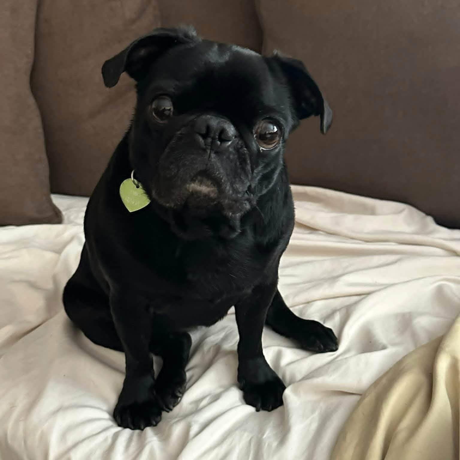 Daisy, Adoptable, Adult Female Pug.