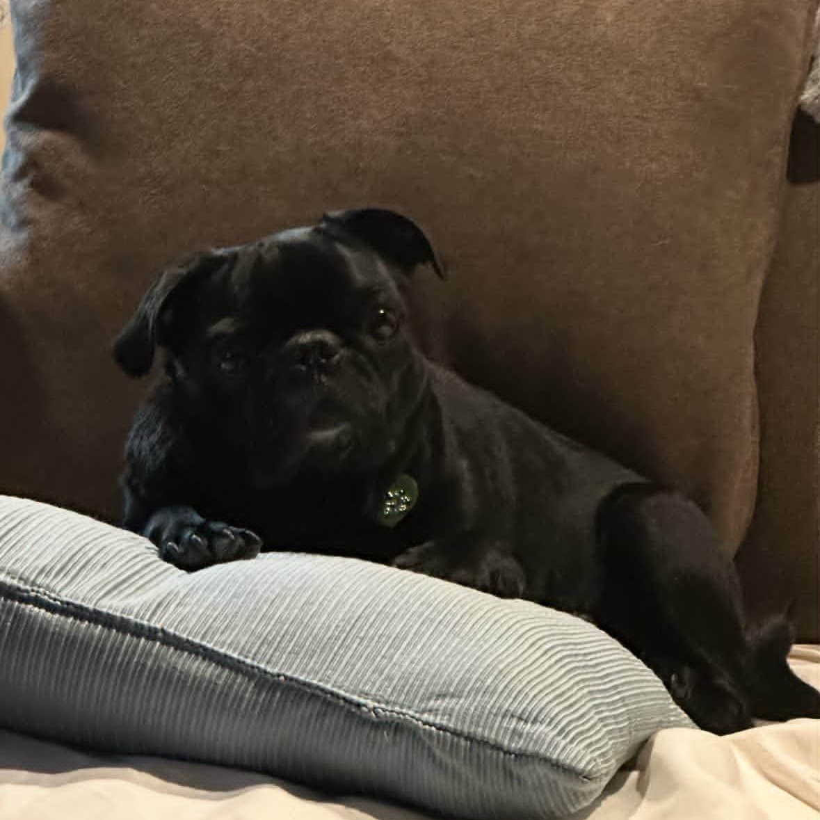 Daisy, a Adoptable Pug in Laguna Hills, CA image 3/3