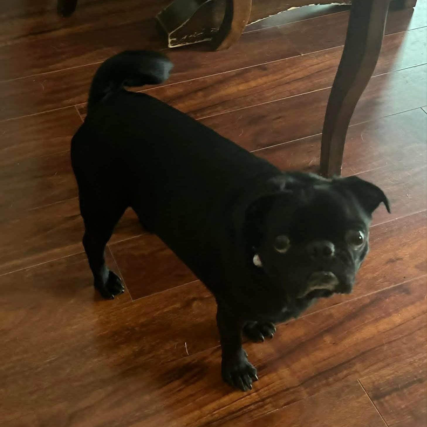 Daisy, a Adoptable Pug in Laguna Hills, CA image 2/3