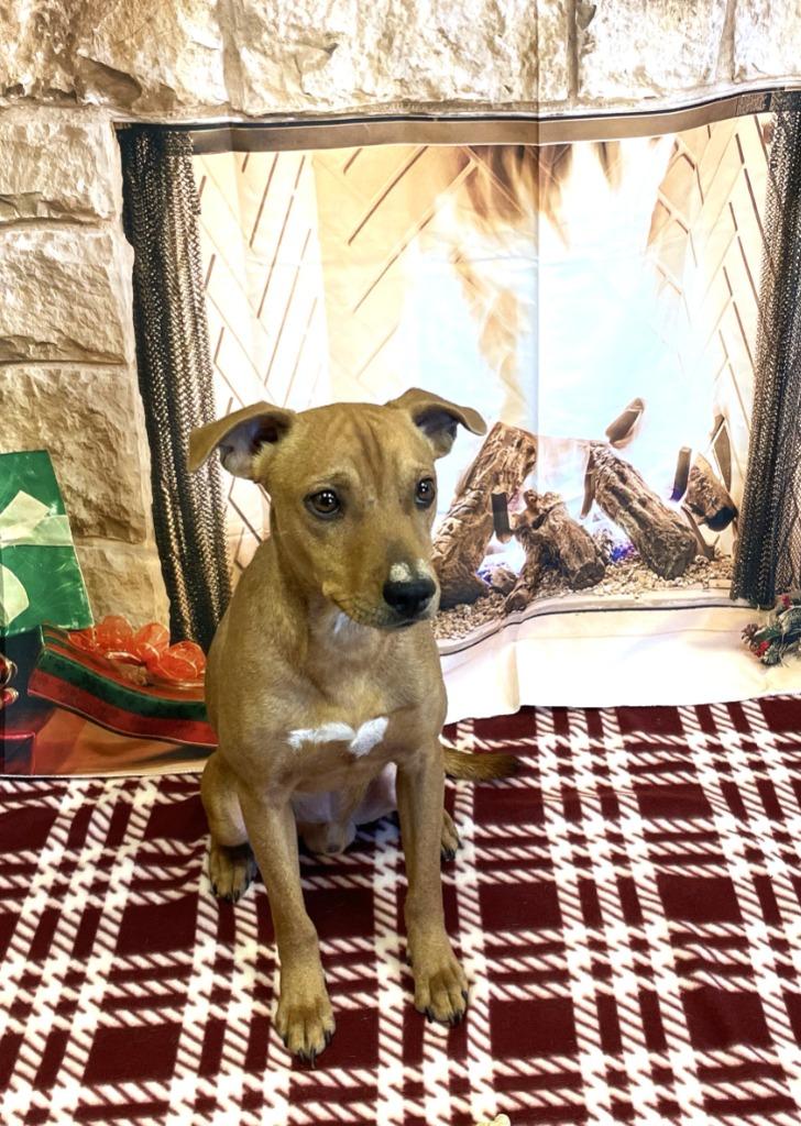 Teddy Bear*, a Adoptable mixed breed in Belton, TX image 2/3