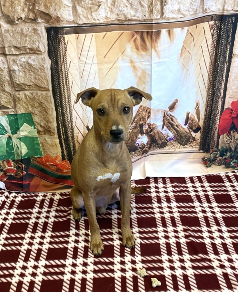 Teddy Bear*, a Adoptable mixed breed in Belton, TX image 3/3
