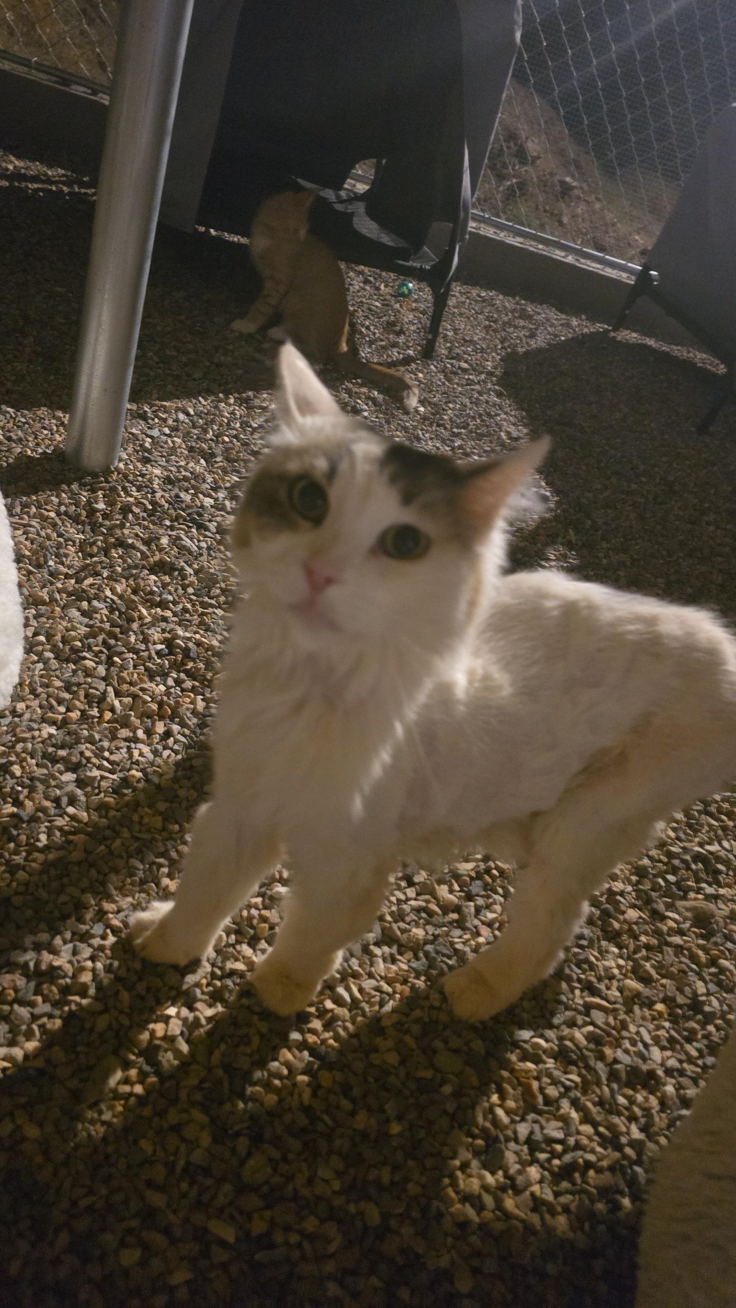 Enlarge Ophelia, a Adoptable Domestic Long Hair in Globe, AZ image 1/1