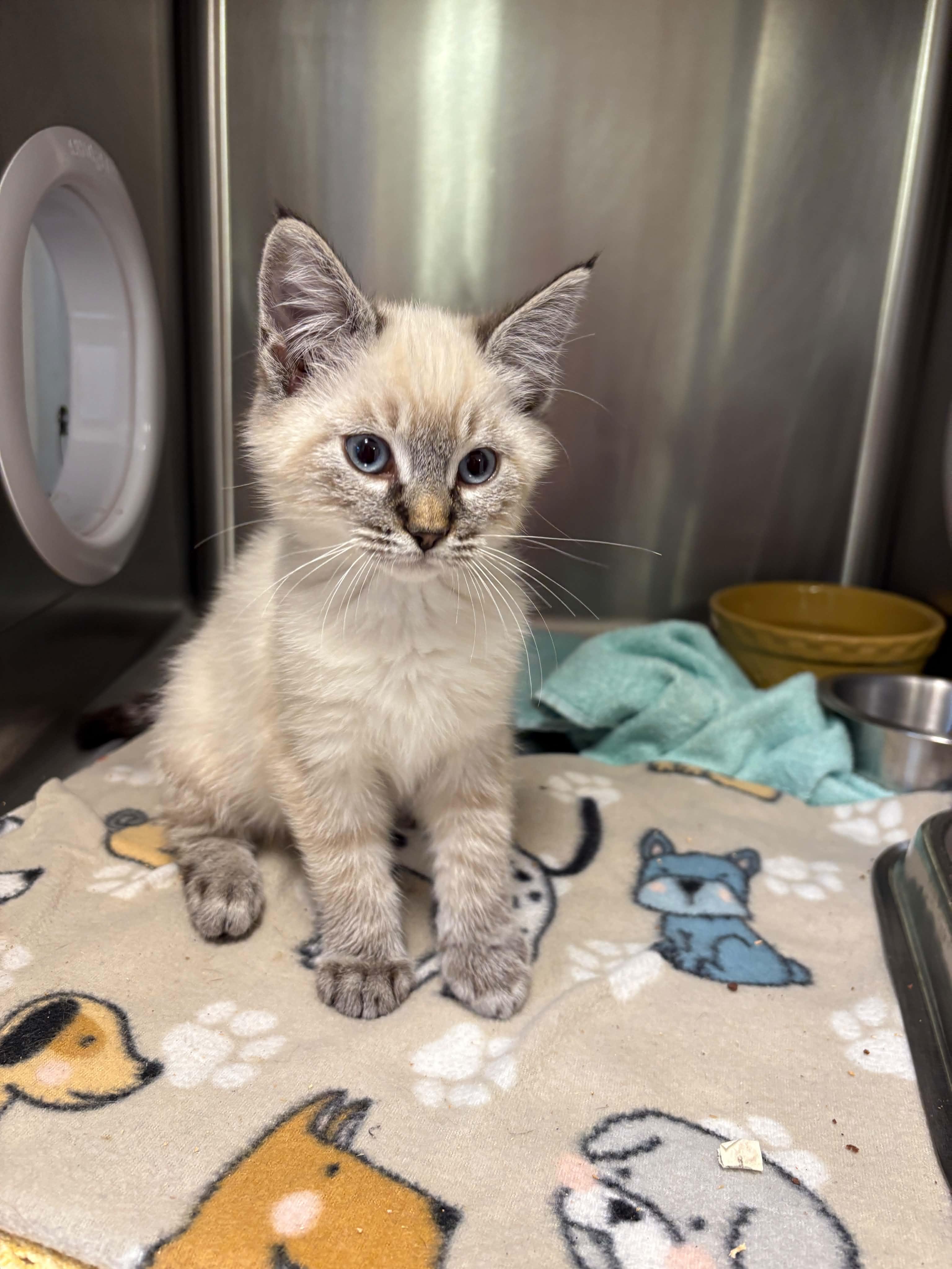 Enlarge Chris, a Adopted Domestic Short Hair in Grants Pass, OR image 4/5