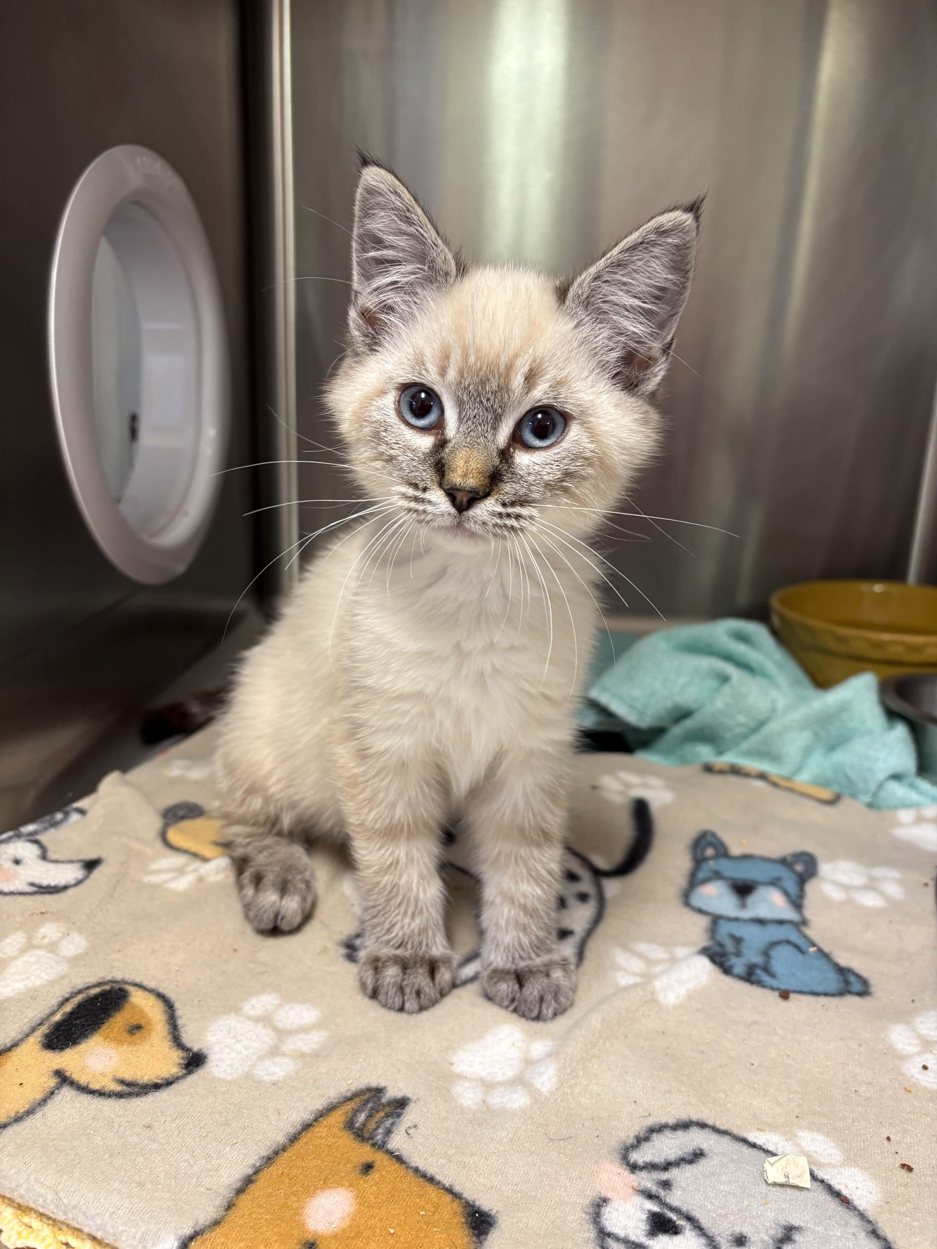 Enlarge Chris, a Adopted Domestic Short Hair in Grants Pass, OR image 3/5