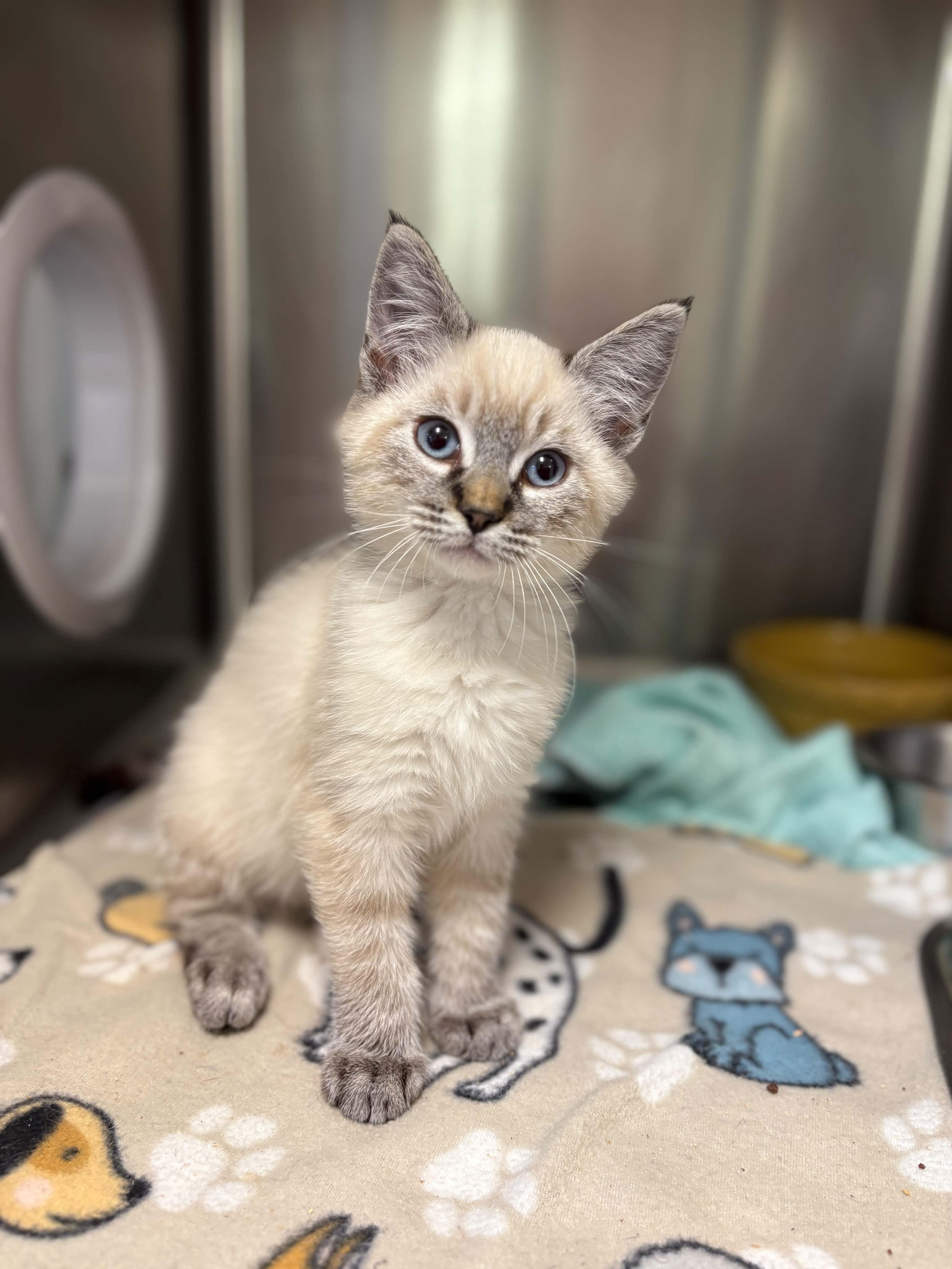 Chris, Adopted, Kitten Male Domestic Short Hair.