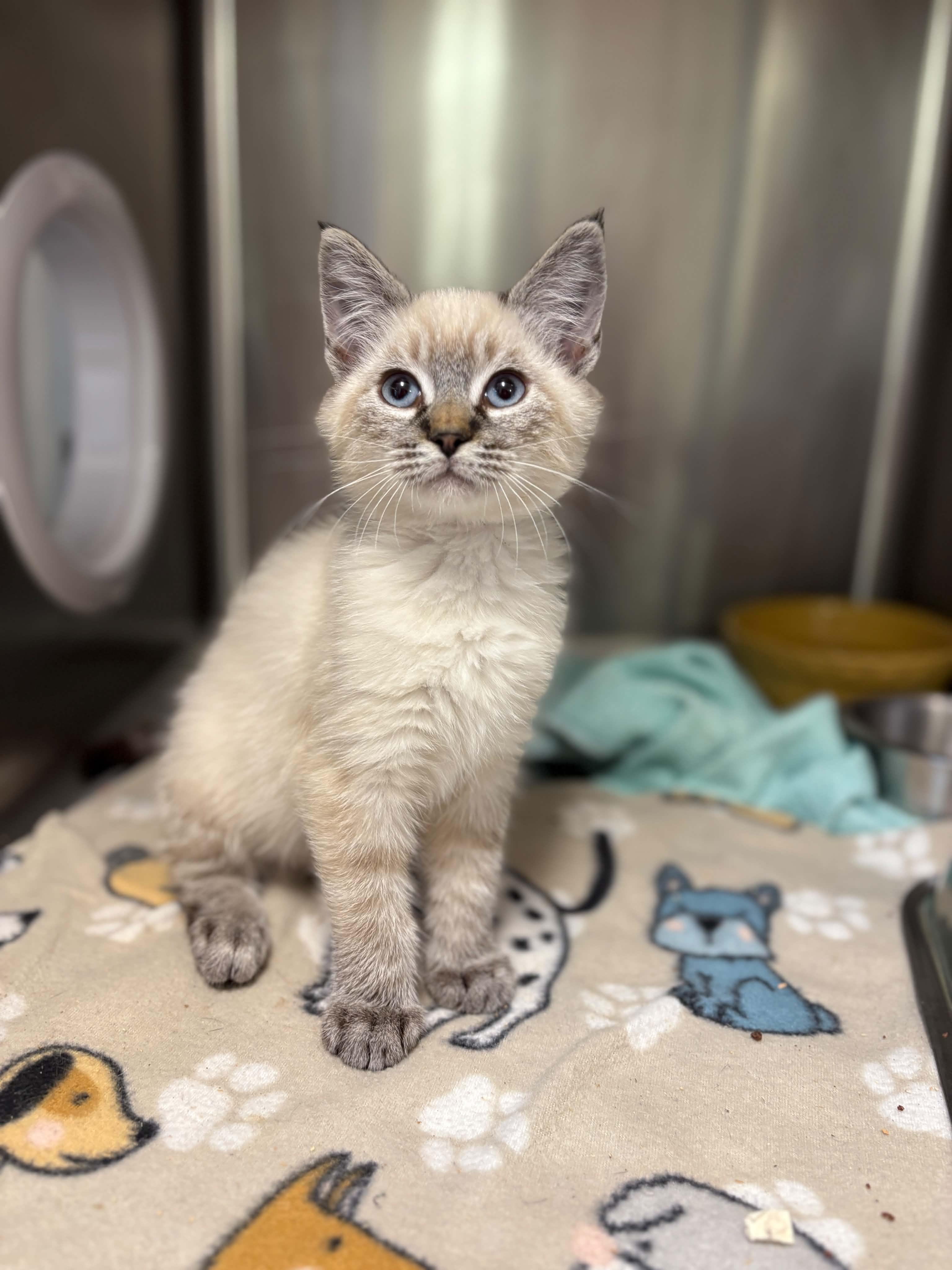 Enlarge Chris, a Adopted Domestic Short Hair in Grants Pass, OR image 5/5