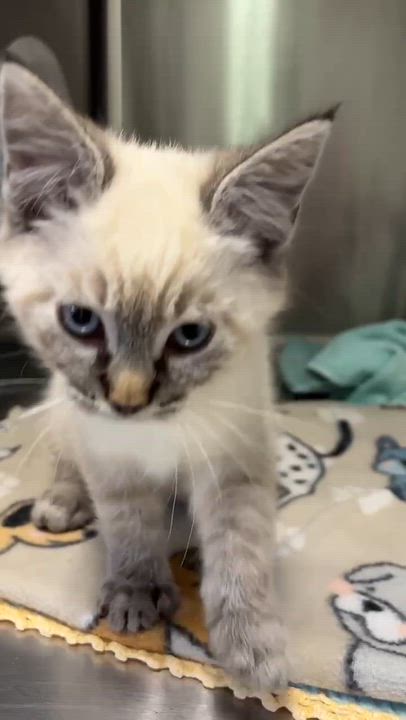 Enlarge Chris, a Adopted Domestic Short Hair in Grants Pass, OR video 2/5