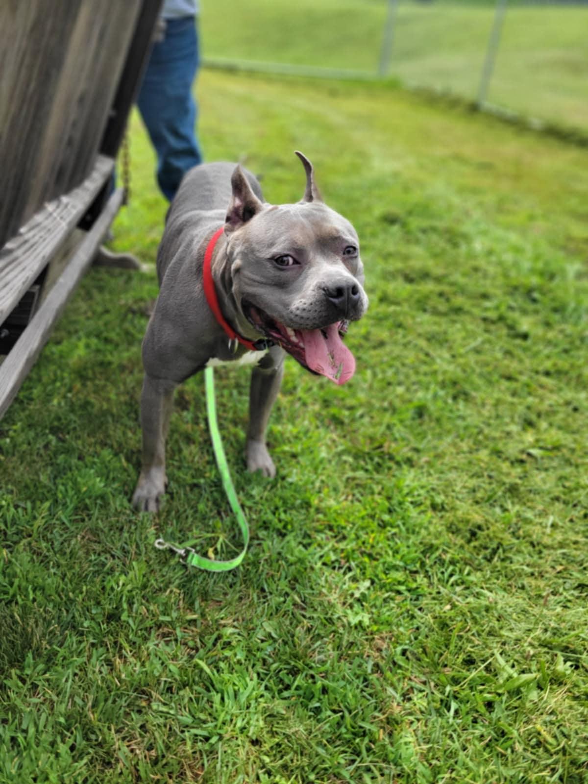 Enlarge Don Juan, a Adoptable mixed breed in Chambersburg, PA image 1/2