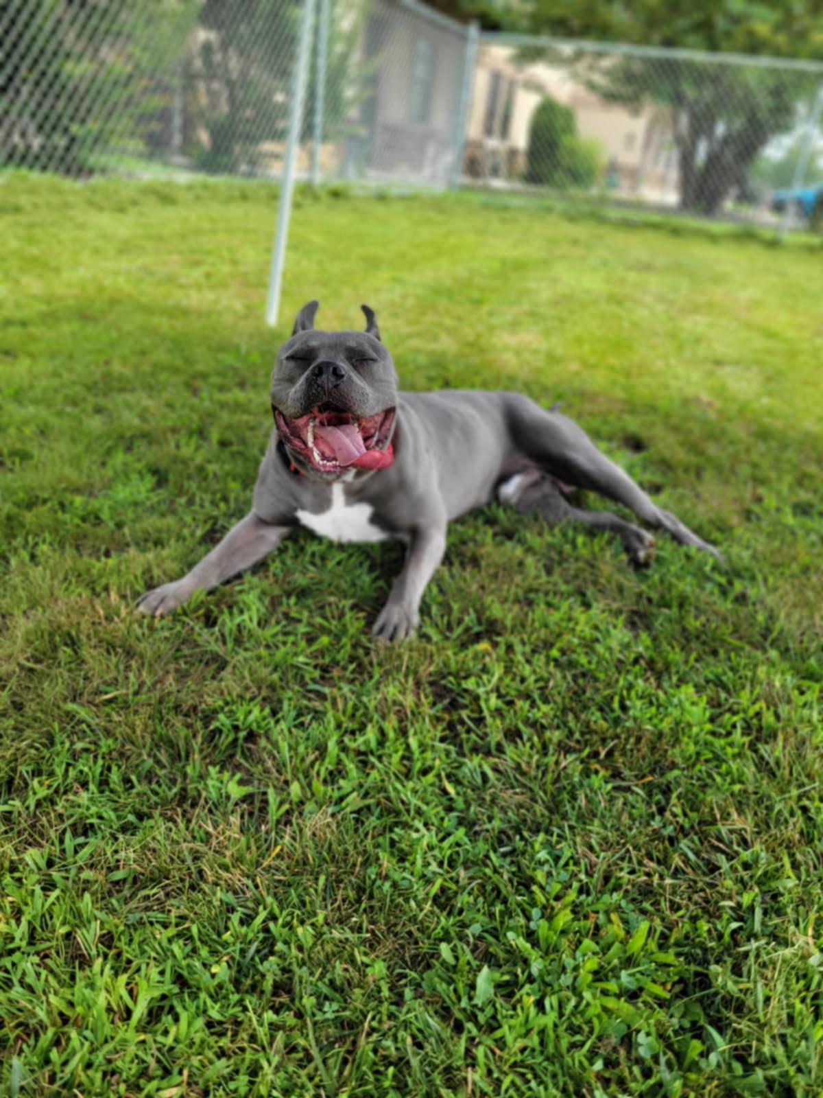 Enlarge Don Juan, a Adoptable mixed breed in Chambersburg, PA image 2/2