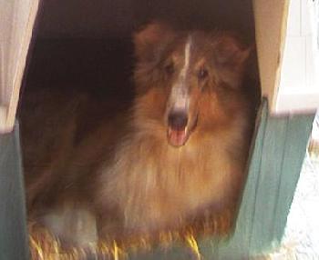 Jeannie, Adopted, Young Female Collie.