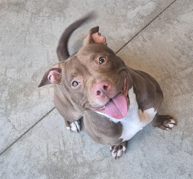 EMBER, Adoptable, Young Female Pit Bull Terrier.