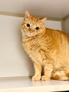 Blaze, ADOPTABLE, Adult Male Domestic Short Hair.