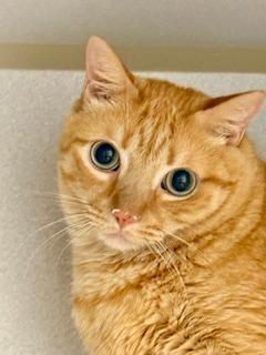 Enlarge Blaze, a ADOPTABLE Domestic Short Hair in Winter Haven, FL image 2/2