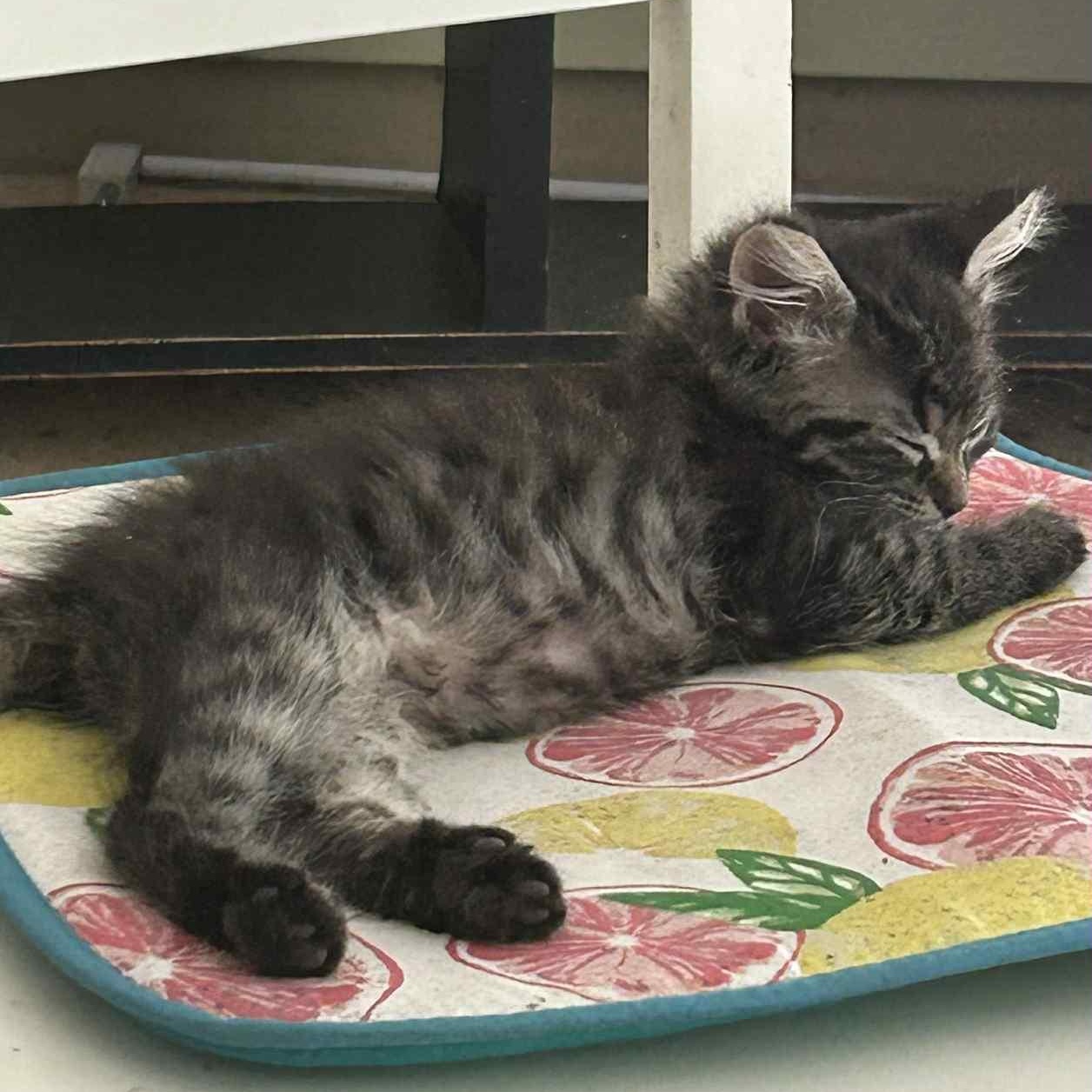 Frosty Swirl - in foster home